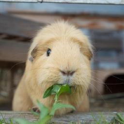 Meerschweinchen